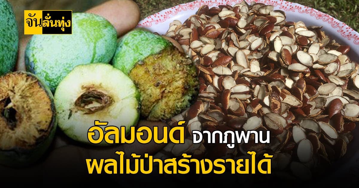 หมากกระบก ผลไม้ป่า รายได้หลักพัน จากภูพาน