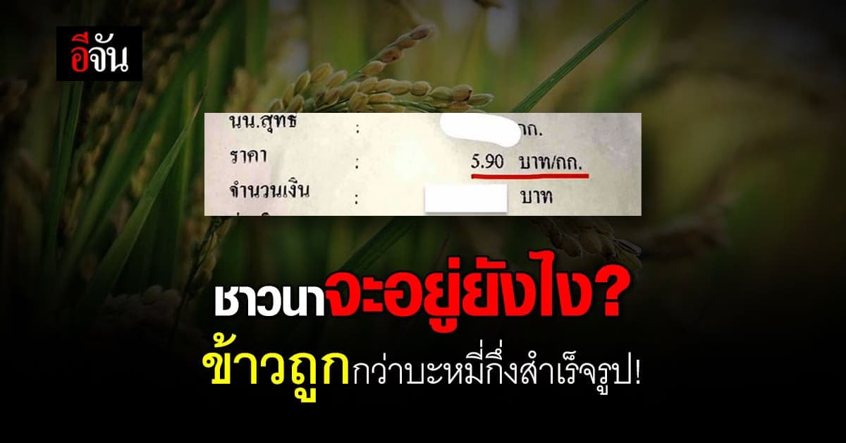 ชาวนาน่าห่วง! ข้าวราคาตก 1 กก. ถูกกว่าบะหมี่กึ่งสำเร็จรูป