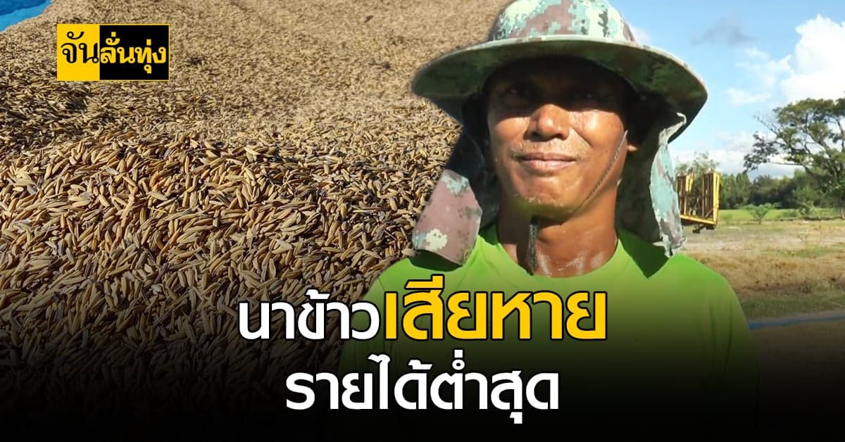 ชาวนา อ.พิมาย เดือดร้อนหนัก น้ำท่วมนา ราคาข้าวถูกกดหนัก