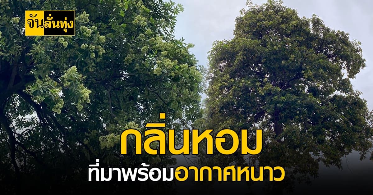 กลิ่นที่ทำให้หลายคนต้องหันหน้าหนี สัญลักษณ์ของฤดูหนาวที่ใกล้เข้ามาถึง