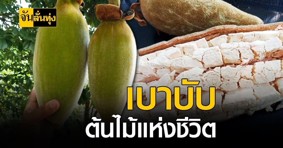 ต้นไม้แห่งชีวิต เบาบับ มีประโยชน์ตั้งแต่เปลือกยันราก