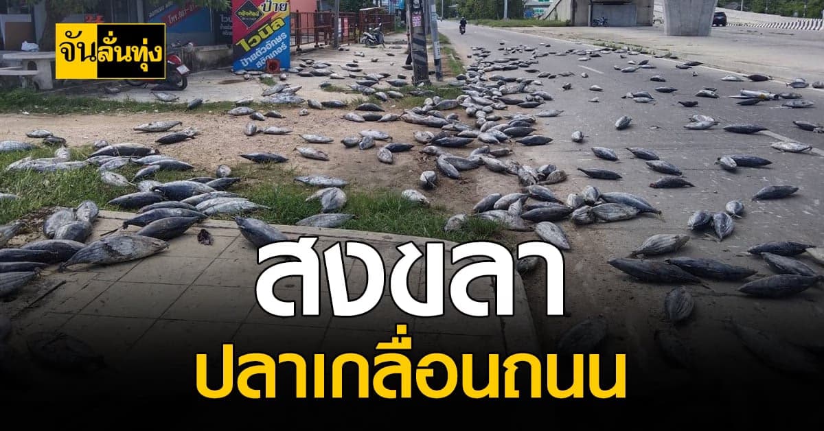 ใครว่าปลาอยู่แค่ในน้ำ ไม่จริง! สงขลา ปลาหล่นเกลื่อนถนน