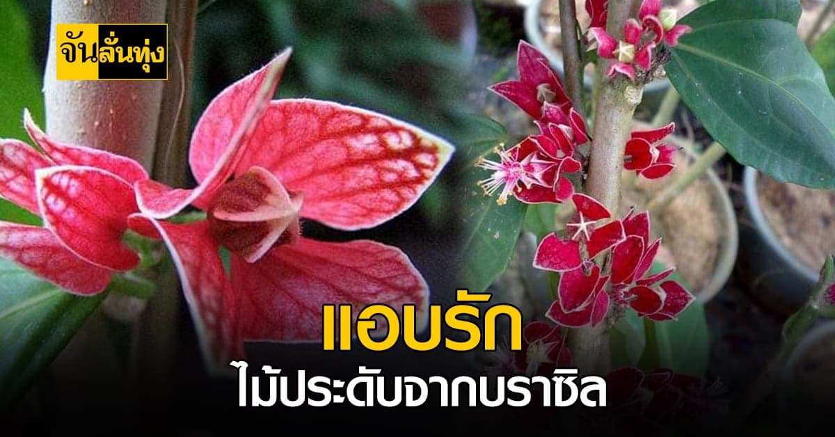 ดอกไม้ความหมายดีๆ ของแทนใจคนที่ “แอบรัก”