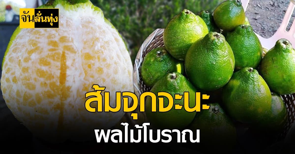 ส้มจุกจะนะ ผลไม้โบราณ สายพันธุ์ดั้งเดิม ที่เกือบสูญพันธุ์