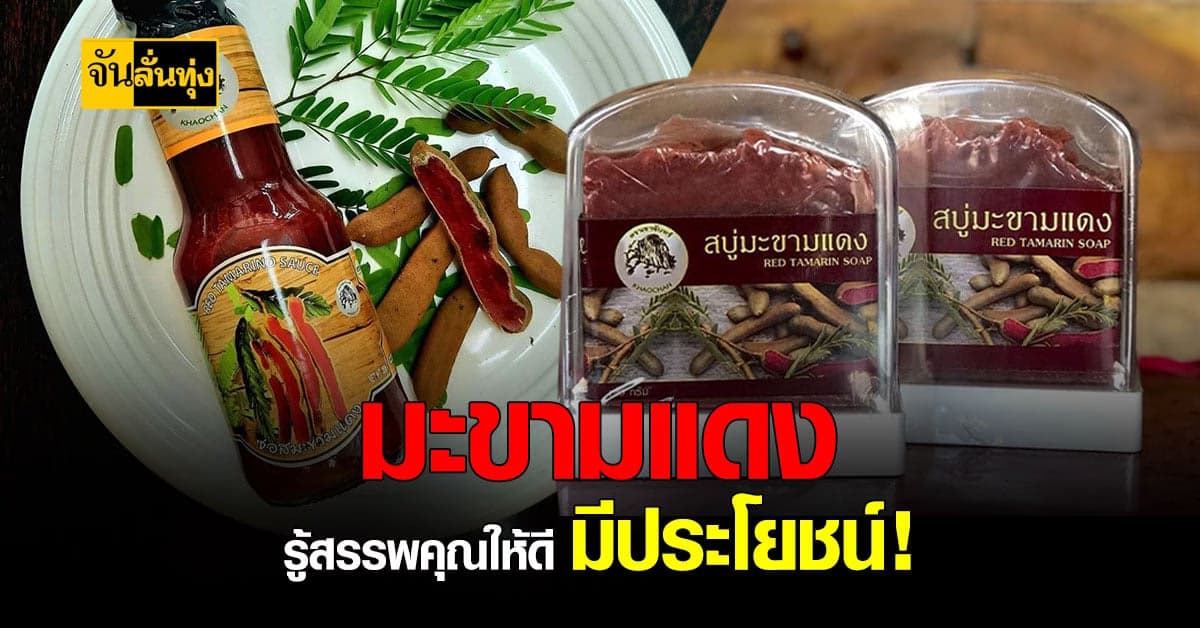 มะขามแดงสยาม เนื้อในสีแดง สรรพคุณต้านโรคสุดปัง !