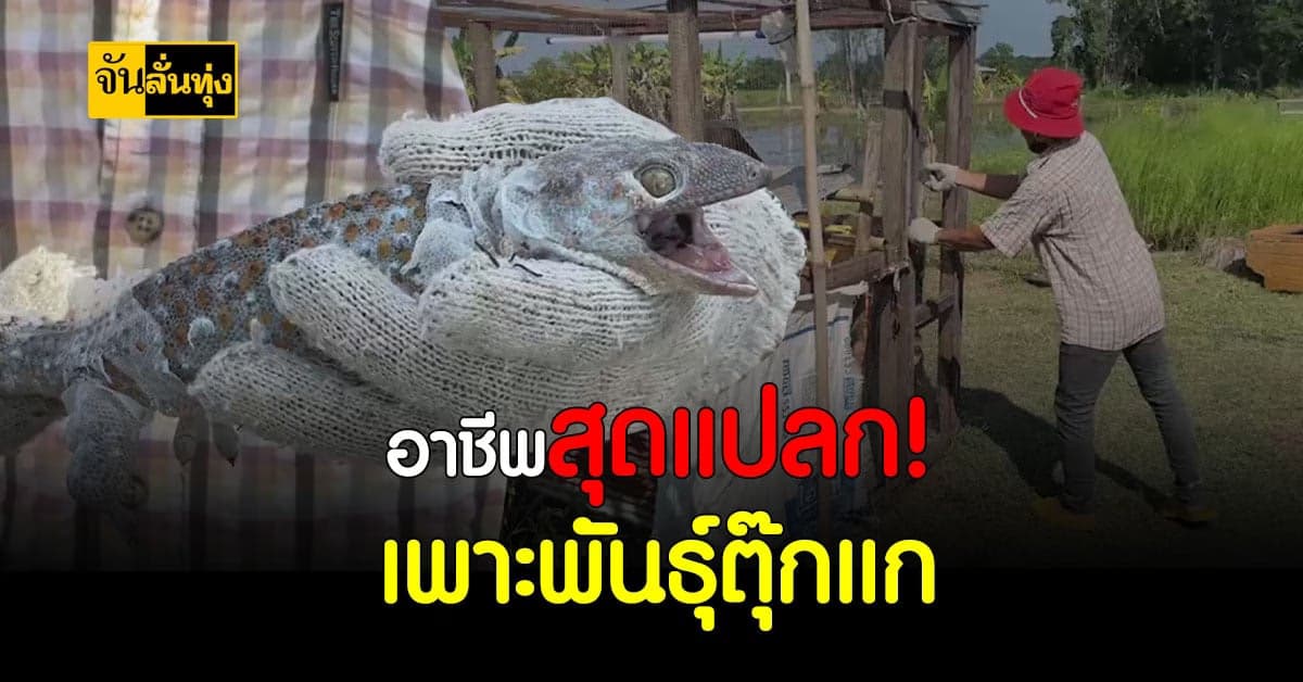 พ่อค้าโตเกียว เมื่อโควิดทำพิษ ก็ผันตัวมา เพาะพันธุ์ตุ๊กแกขายไปเลยสิคะ