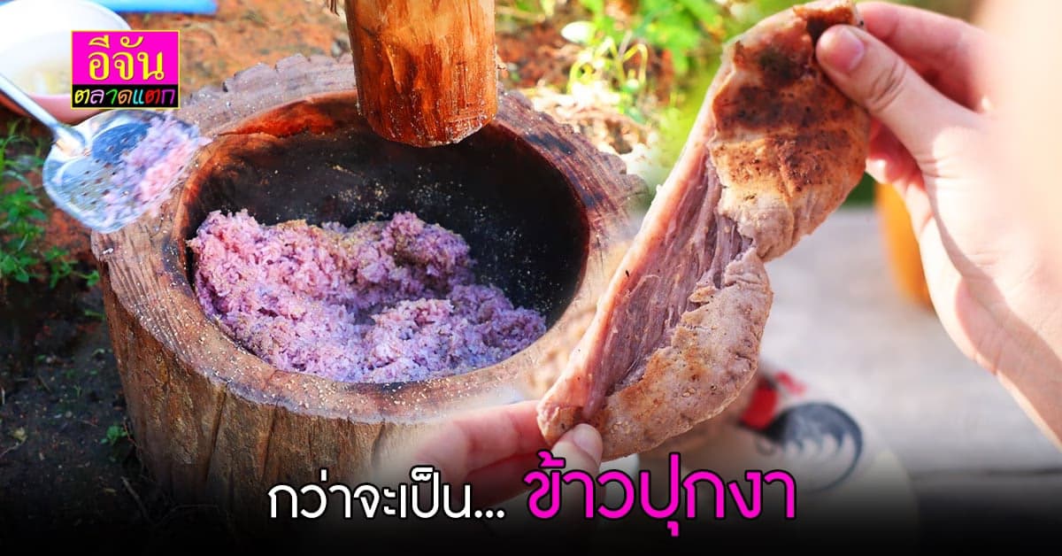 ข้าวปุกงา ไดฟูกุบ้านบนดอย อร่อยลืมเค้กในเมืองเลย