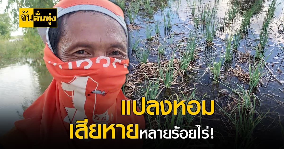 น้ำท่วมเป็นเหตุ น้ำมูลไหลล้นเข้าท่วมแปลงหอมแดง ได้รับความเสียหาย