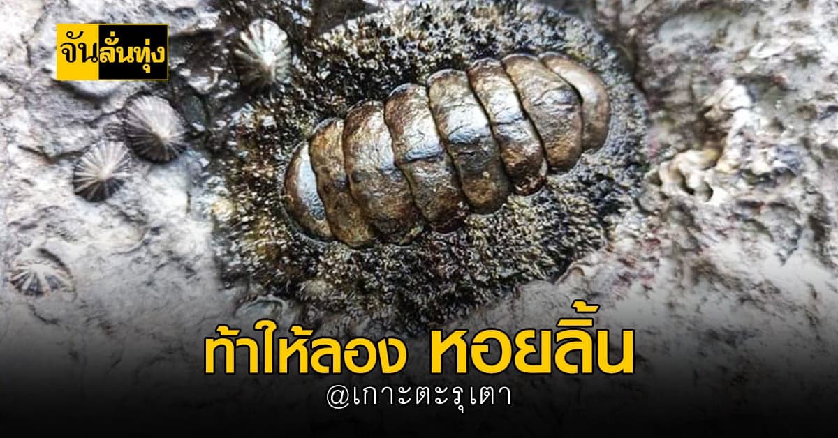 หอยลิ้นเกาะตะรุเตา  ถึงหน้าตาจะประหลาด แต่ถ้าลองแล้วจะติดใจ !