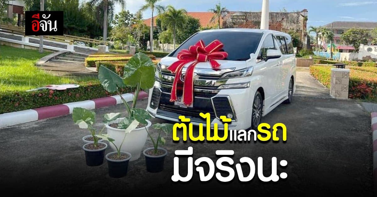 ราคาแรงหูฉีก บอนหูช้างด่างขาว แลกรถตู้หรู 1 คัน