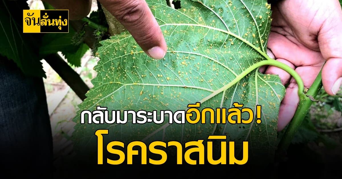 มันกลับมาแล้ว! โรคราสนิมในหม่อนไหม อย่าลืมดูแลต้นหม่อนของคุณให้ดี
