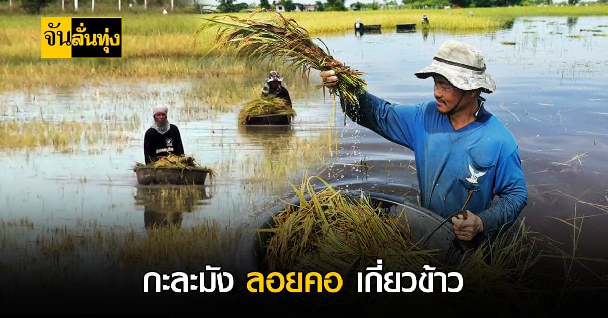 ชาวบุรีรัมย์ ระทมหนัก นำ กะละมังลอยคอเกี่ยวข้าว หนีน้ำ ก่อนจมเสียหาย