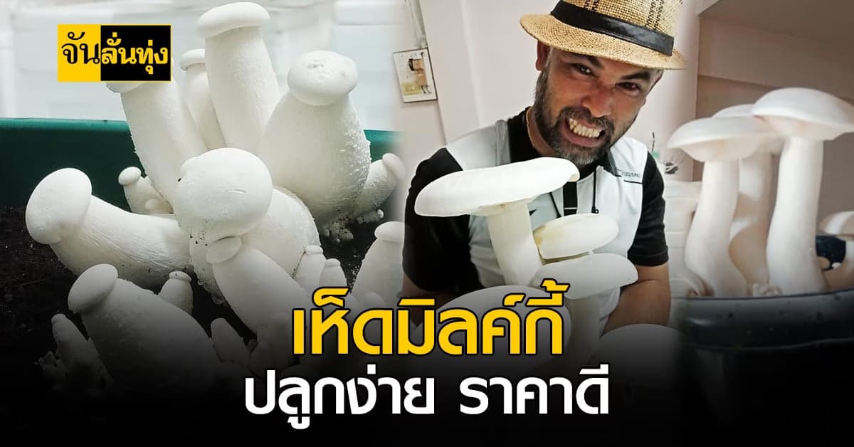 ปังไม่ไหว! เกษตรกร จ.ตรัง หันมาปลูกเห็ดมิลค์กี้ แทนยางพารา