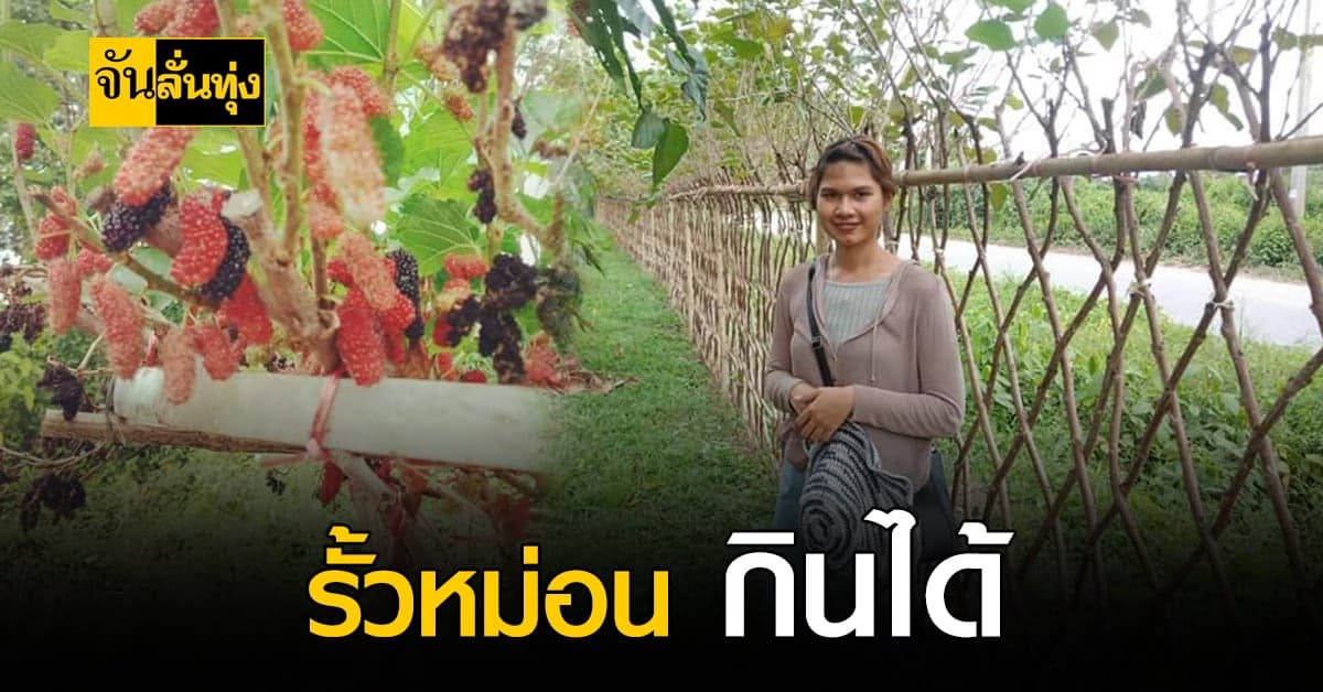 เกษตรกรแนวใหม่ ไอเดียเริ่ด! ทำรั้วจากต้นหม่อน
