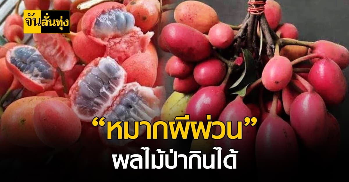 ผลไม้ป่าของดี หนึ่งปีมีครั้งเดียว “หมากผีผ่วน”