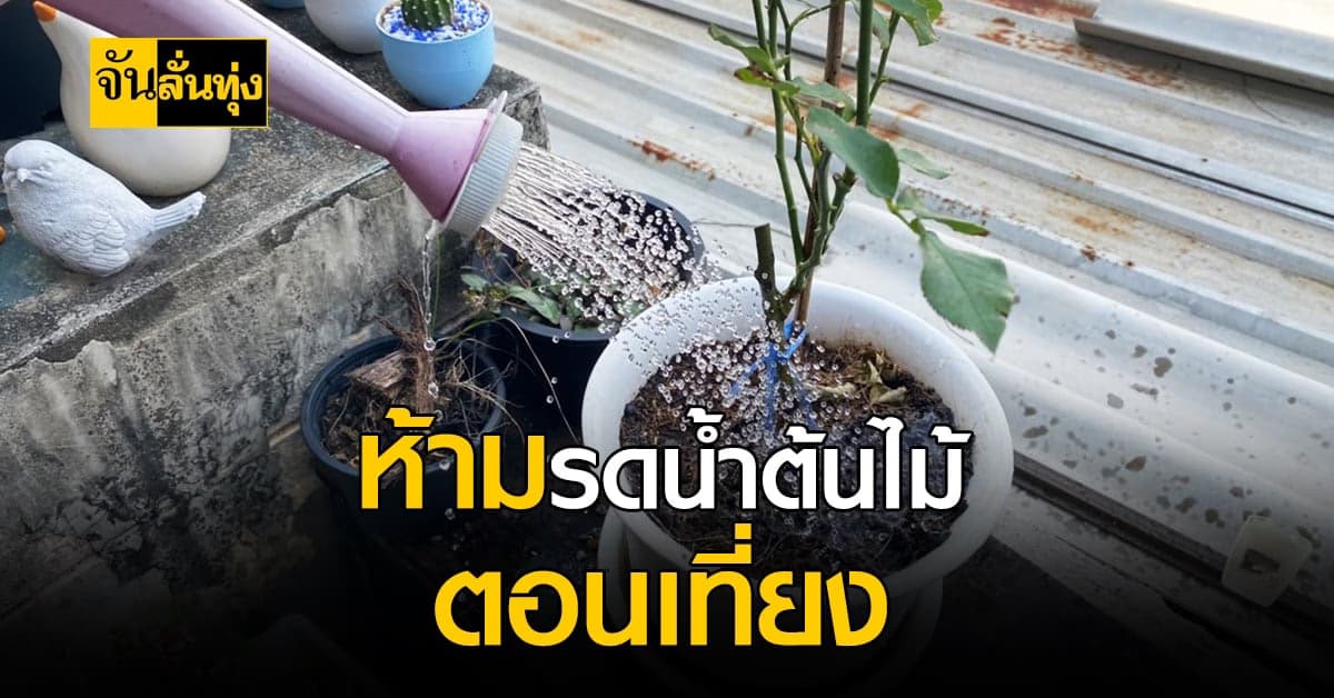 ไม่ใช่ห้ามรดน้ำต้นไม้ตอนเที่ยง! แต่ห้ามรดตอนแดดแรง