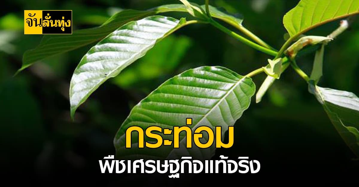 กระท่อม พืชเศรษฐกิจใหม่มาแรง ปลูกอย่างไรให้เป็นที่ต้องการของตลาด