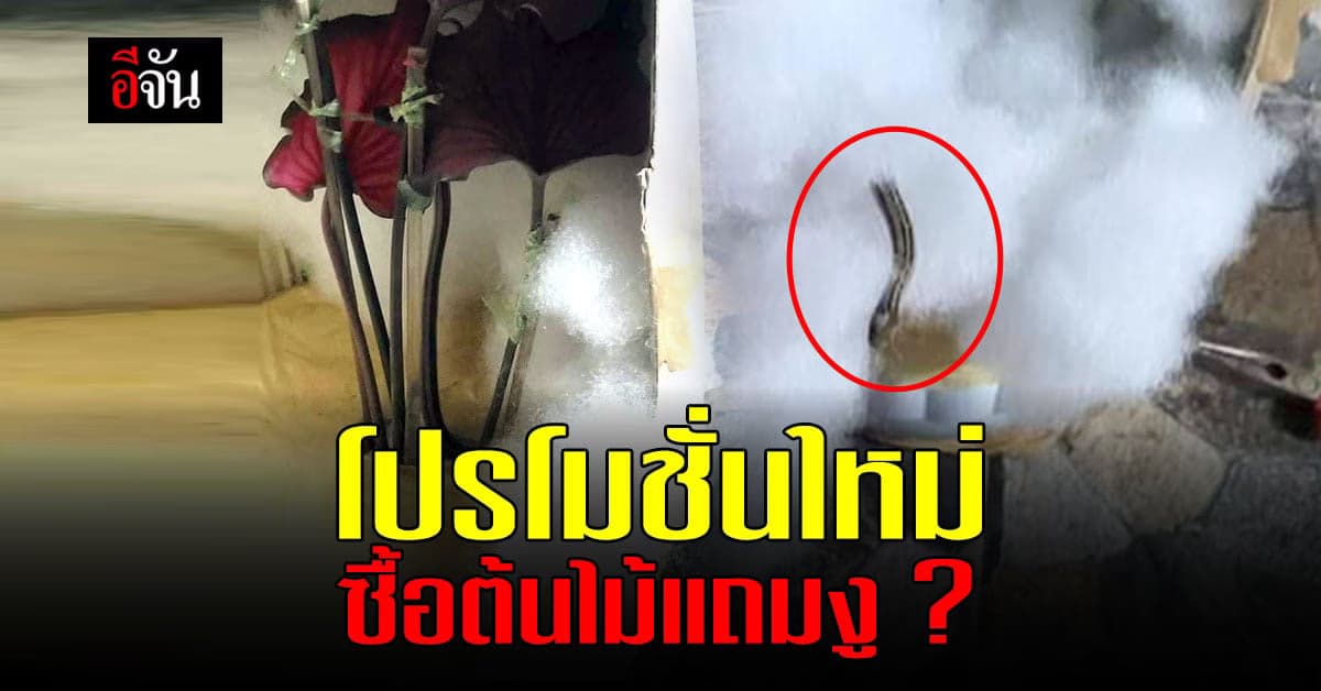 โปรโมชั่นสุดคุ้ม ? ซื้อบอนสีแถมงู