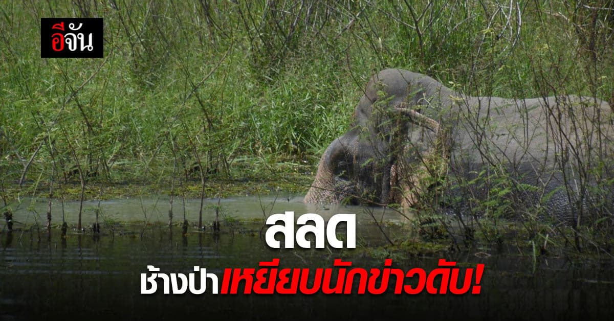 ช้างป่าเหยียบนักข่าวท้องที่จันทบุรี ตายในหน้าที่!