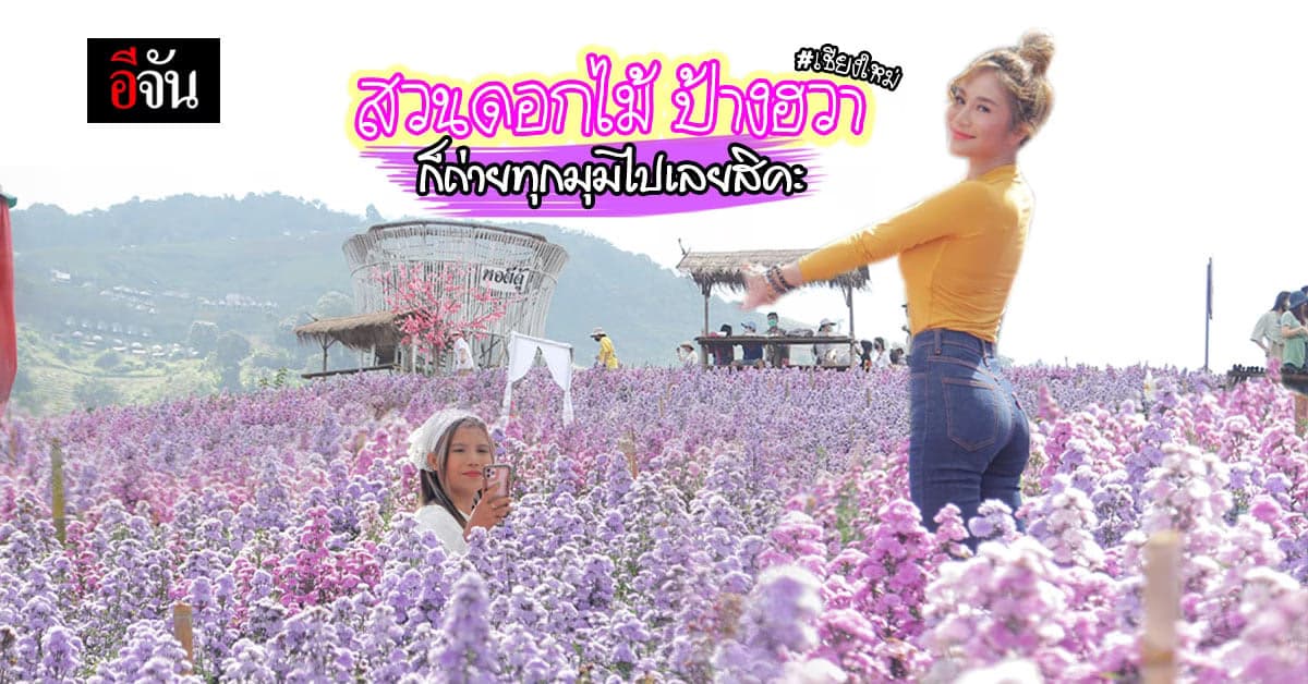 แชะกับดอกไม้ก็สวย ถ่ายกับส้มก็ปัง สวนดอกไม้ ป้างฮวา เชียงใหม่ ต้องลอง