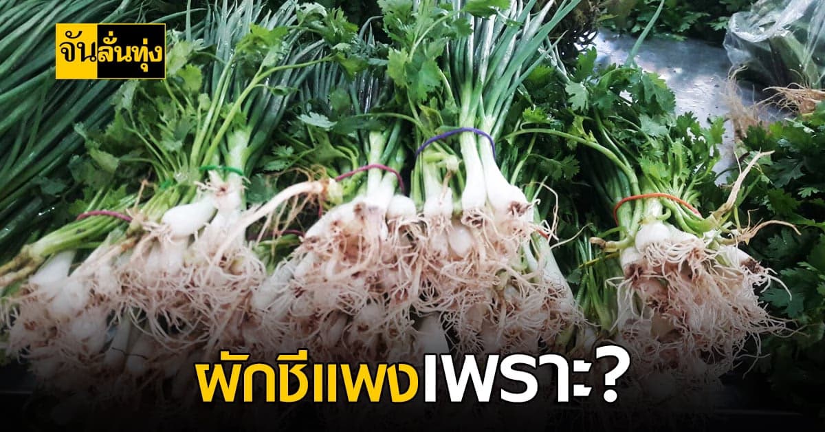 เดือดร้อนถึงนายก! ราคาผักชีแพง เพราะฝนตก