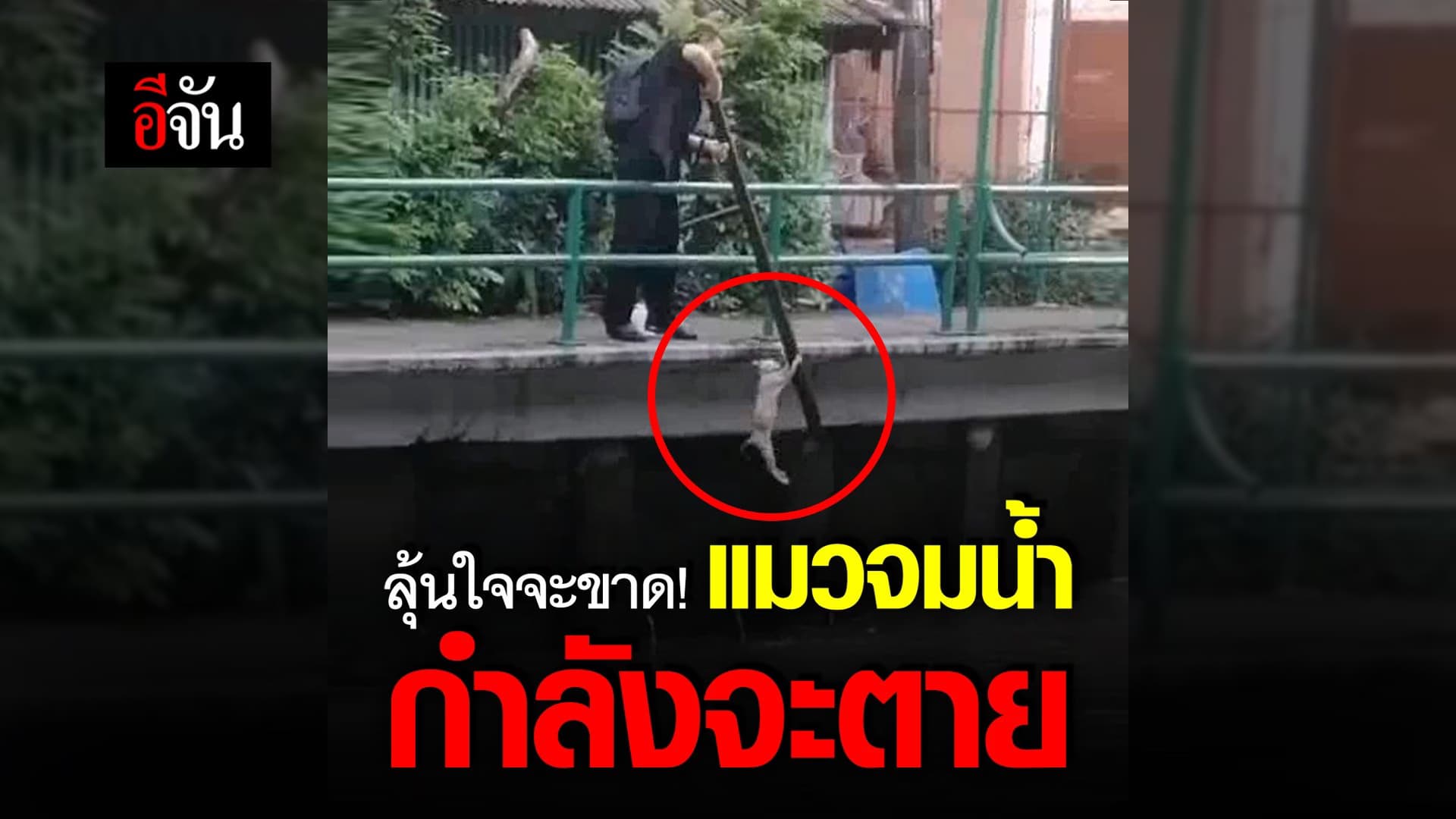 คลิป : ลุ้นใจจะขาด! แมวจมน้ำ กำลังจะตาย