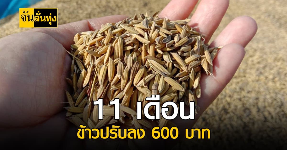 ราคาข้าวยังลดลงแบบฉุดไม่อยู่! แค่ 11 เดือน ปรับลง 600 บาท