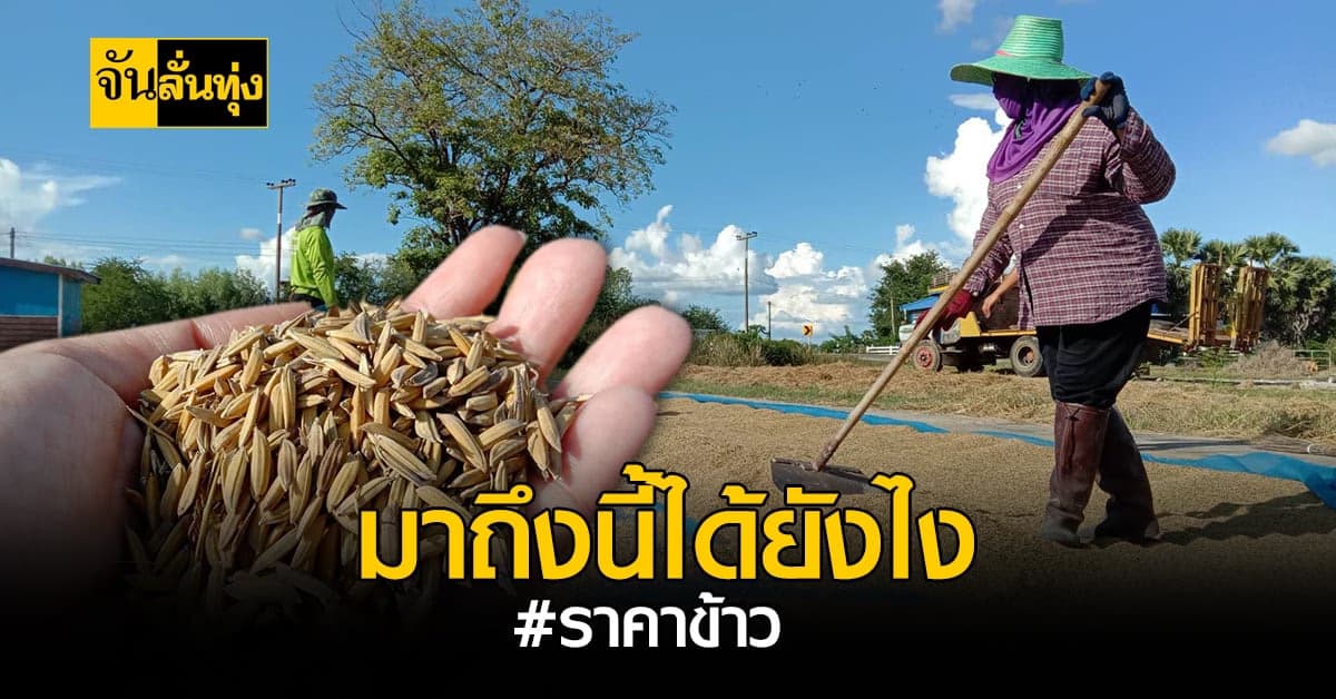 ข้าว อาหารหลักของประเทศ แต่ชาวนาแบกราคากันหลังแทบหัก