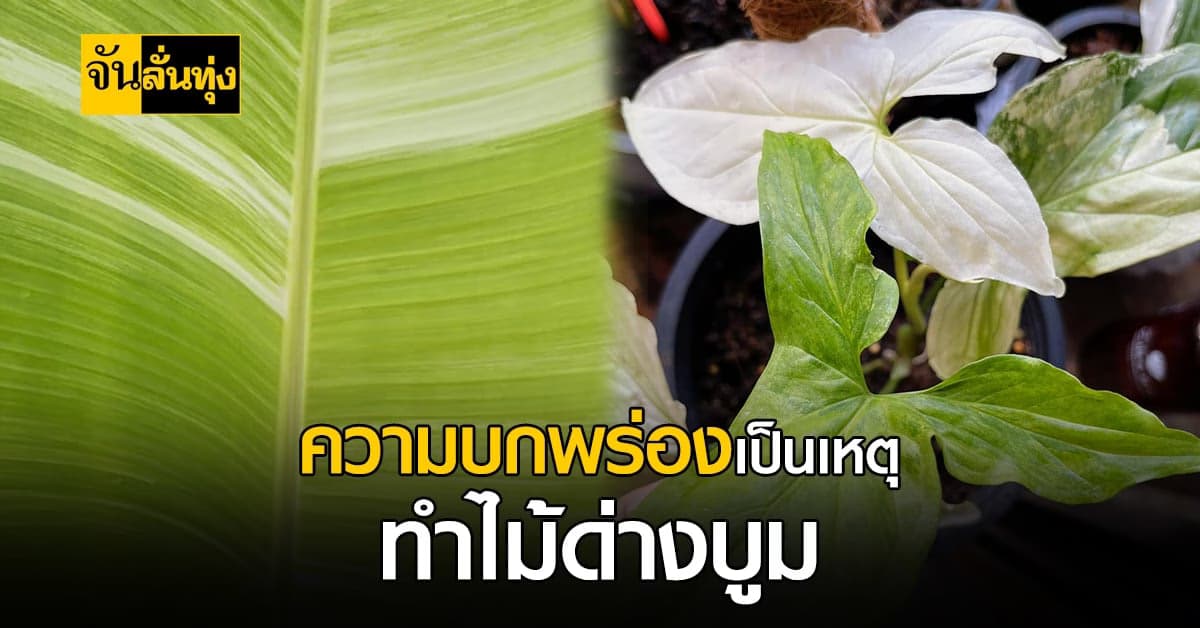 ความบกพร่องทางพันธุ์กรรม ทำให้ไม้ด่างราคาแพง