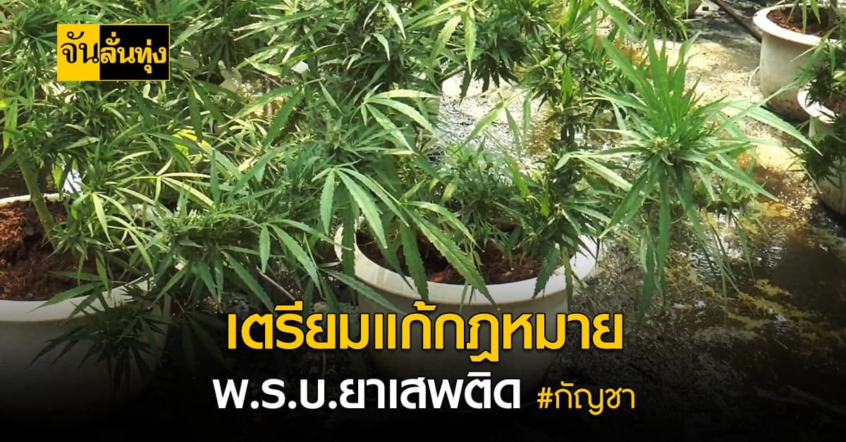 รมต.สาธารณสุข ลุยเรื่องกัญชา แก้กฎหมาย พ.ร.บ.ยาเสพติด