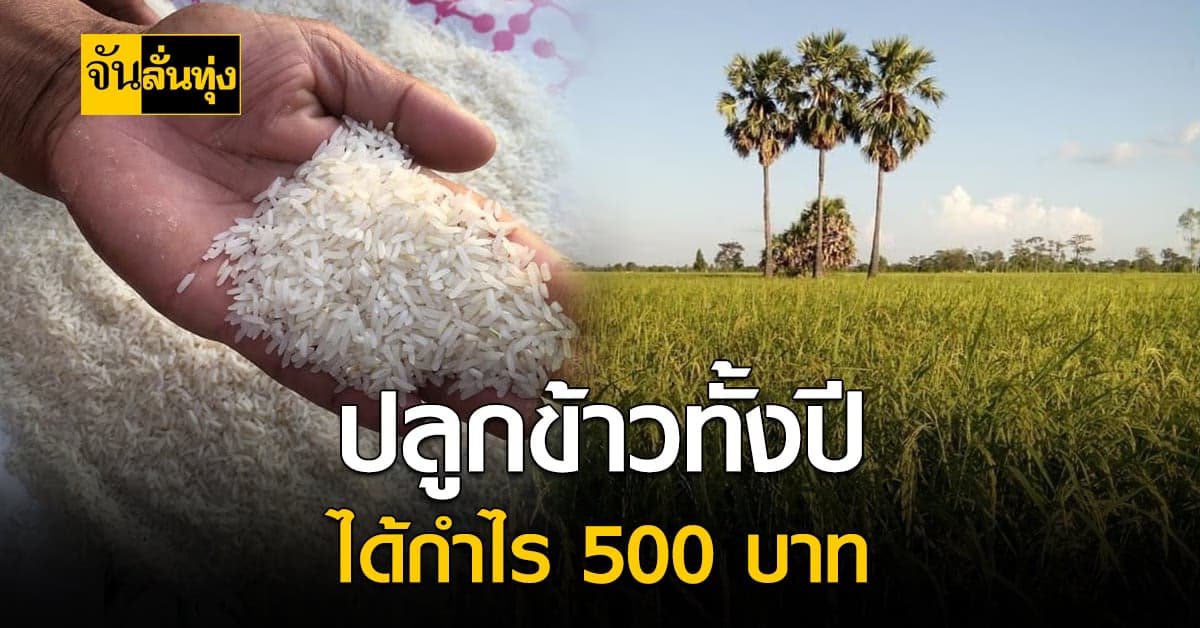 ช้ำหนัก ชาวนา จ.สุรินทร์ ปลูกข้าวนาปี ขายได้กิโลละ 7 บาท