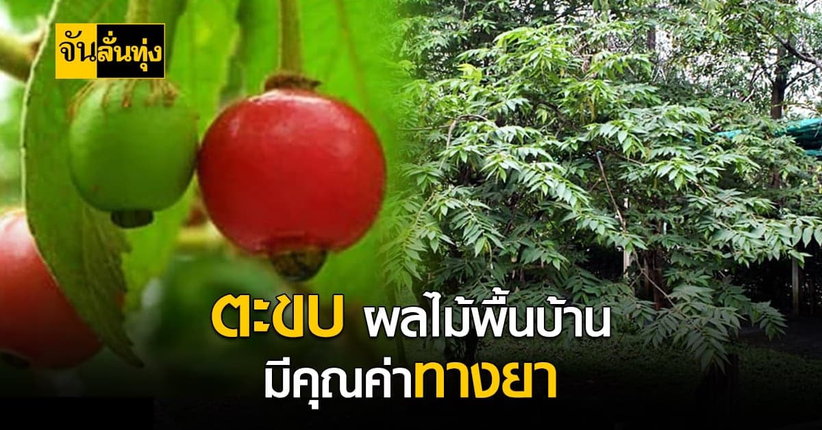 ไม้ผลบ้านๆ สรรพคุณเริ่ด! ตะขบ ช่วยลดภาวะเส้นเลือดแตกในสมองได้