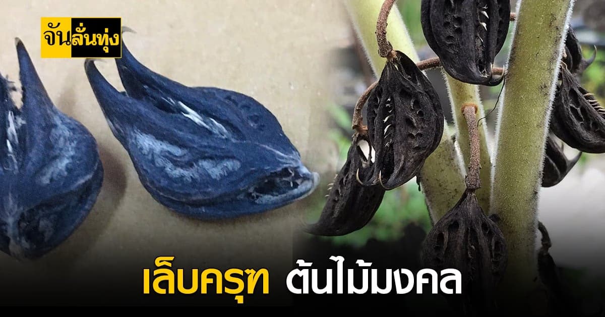 ต้นไม้มงคลควรปลูกที่บ้าน ต้นพญาเล็บครุฑ ต้นไม้แห่งความเชื่อ