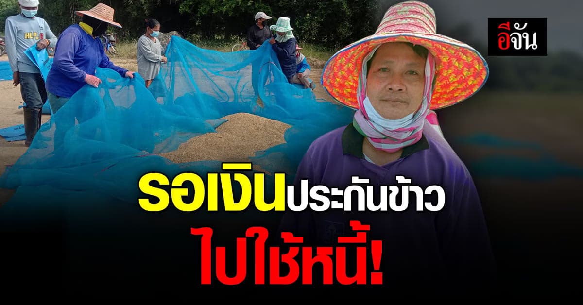ข้าวราคาตก! ชาวนา เฝ้ารอคอย เงินประกันรายได้ข้าว ไปใช้หนี้สิน