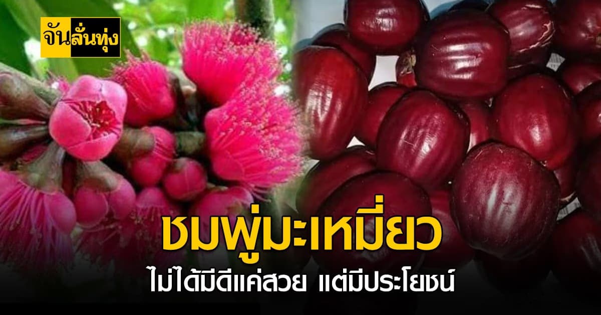 ชมพู่มะเหมี่ยว ผลไม้ปลูกง่าย อุดมไปด้วยคุณประโยชน์