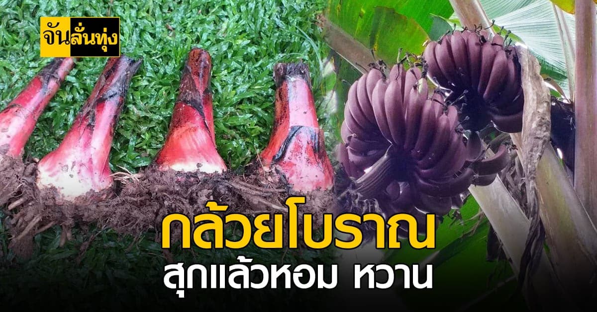 กล้วยสายพันธุ์หายาก! สุกแล้วกลิ่นหอม หวาน อบอวน