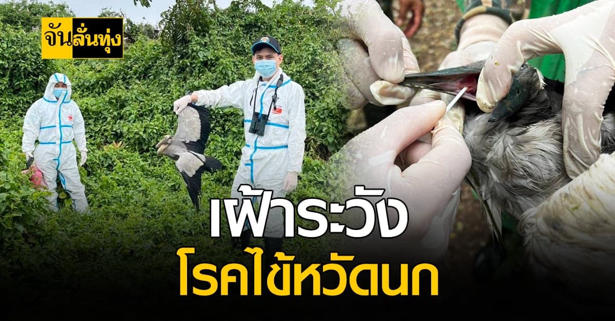 เฝ้าระวัง โรคระบาดในไทย หลัง ญี่ปุ่นพบ ไข้หวัดนก ที่ก่อโรครุนแรง