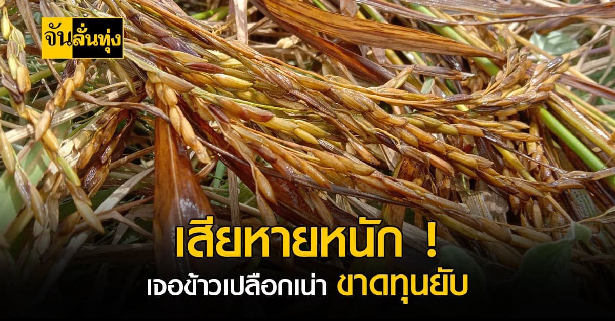 ทุกข์หนัก… จ้าง เกี่ยวข้าว ไร่ละ 5,000 บาท กลับเจอข้าวเปลือกเน่า !
