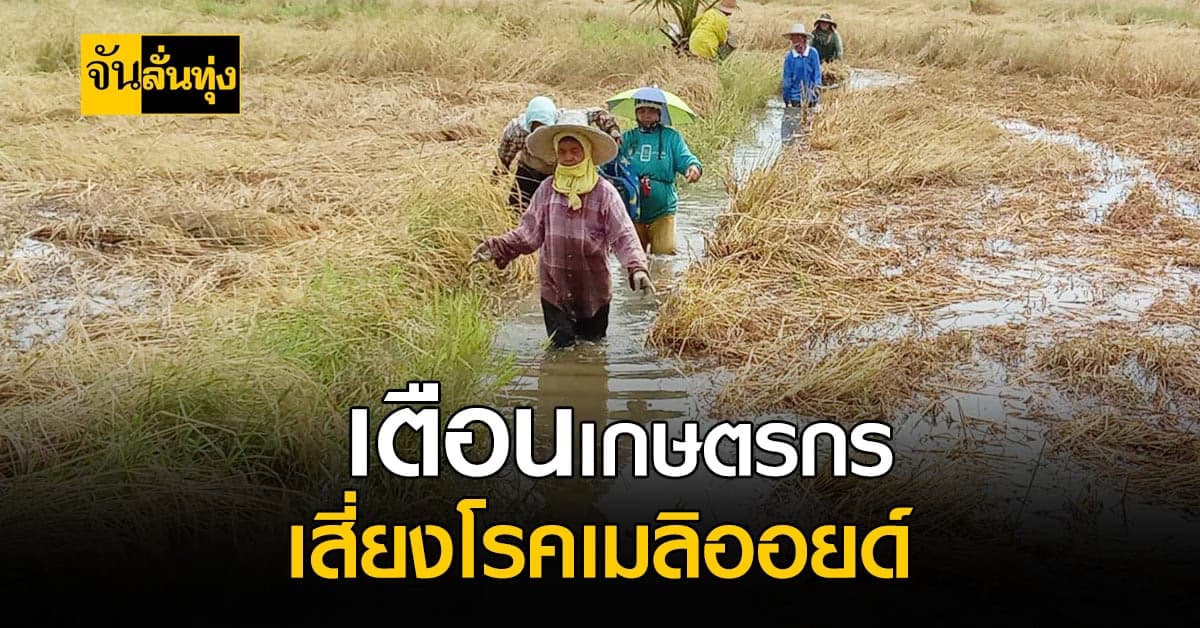 เตือนเกษตรกร ระวัง โรคเมลิออยโดสิส ในช่วงฤดูฝน