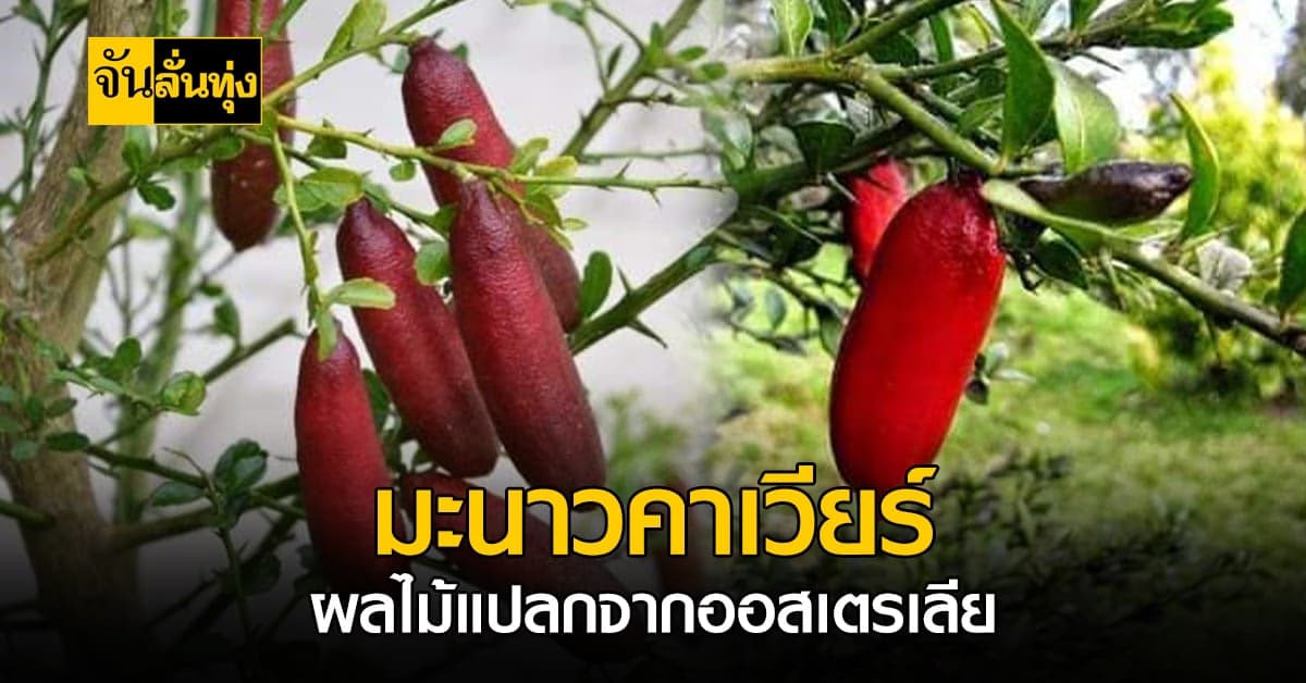 ผลไม้แปลก รสชาติเปรี้ยว “มะนาวคาเวียร์” พืชพื้นเมืองออสเตรเลีย