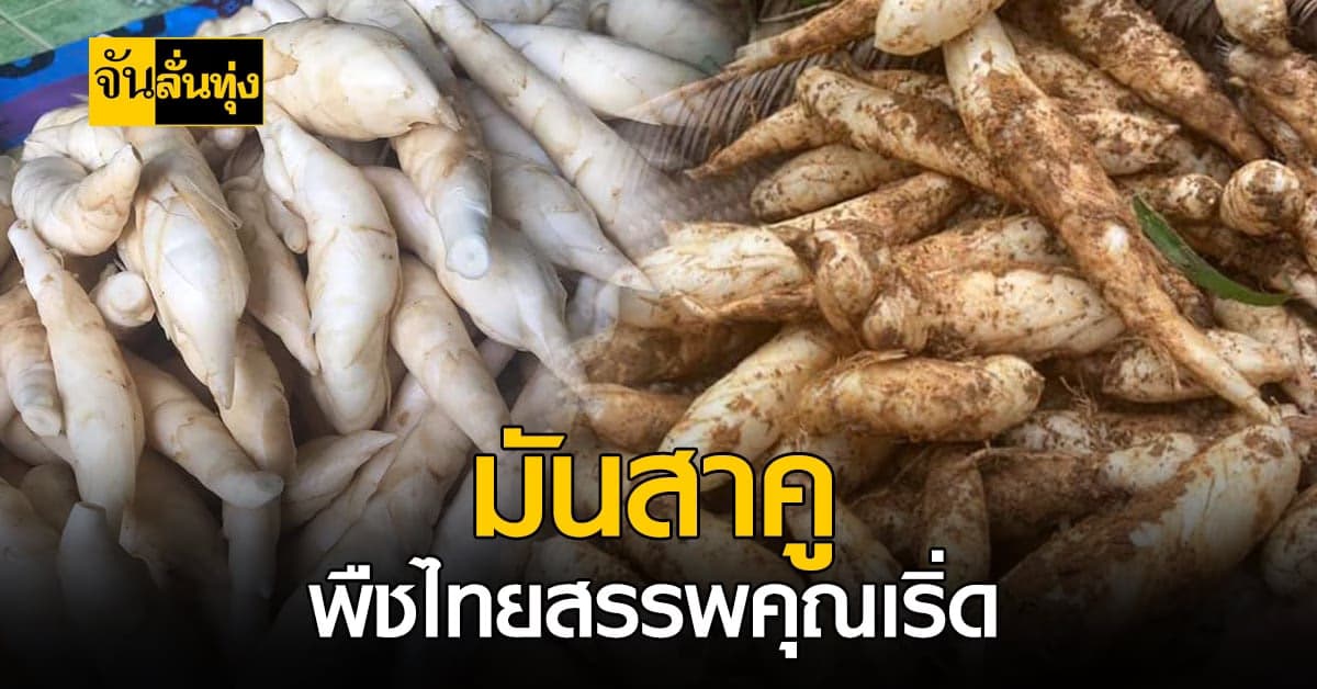 ปังไม่ไหว! มันสาคู พืชกากใยสูง ทำอาหารได้หลายอย่าง