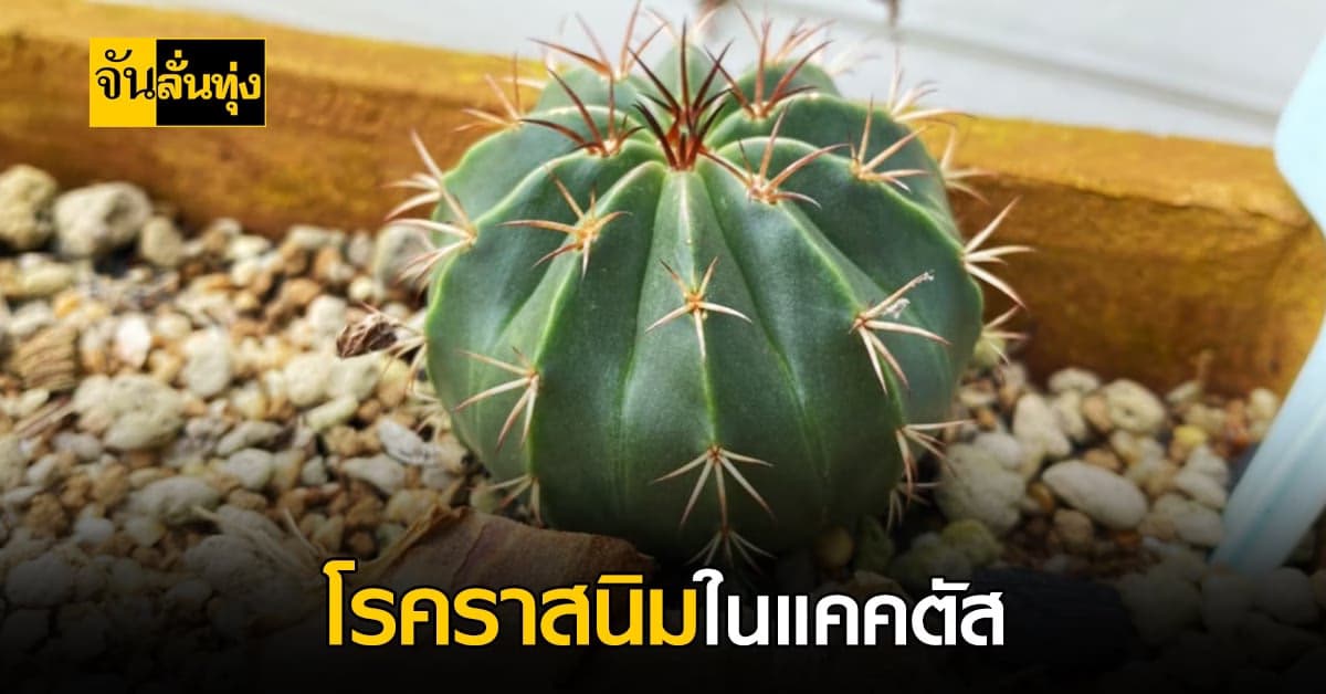 เตือนภัย ! โรคราสนิม ใน แคคตัส