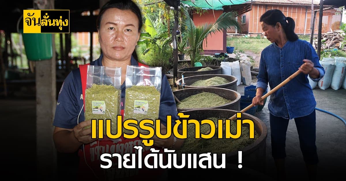 เกษตรกร เมิน ข้าวราคาตก แปรรูปทำ ข้าวเม่า โกยเงินวันละแสน!