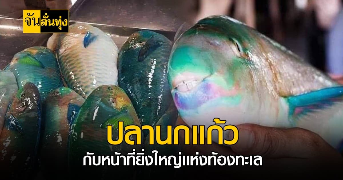 #SAVEปลานกแก้ว ชีวิตน้อยๆ ที่มีหน้าที่ยิ่งใหญ่ในท้องทะเล