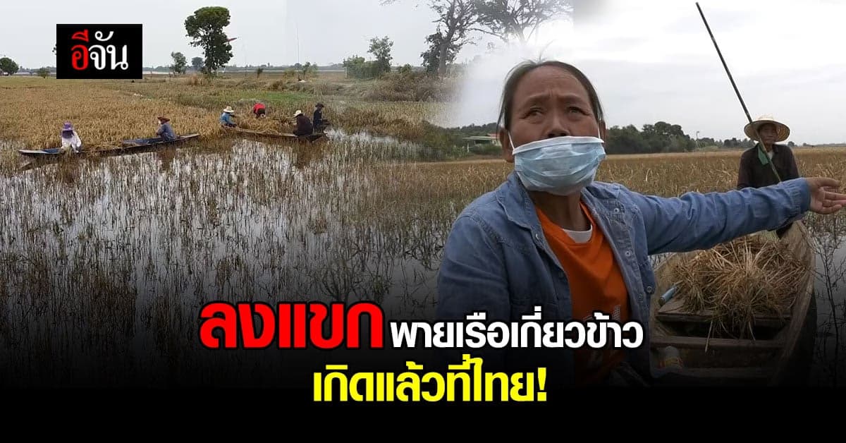 ชาวนา สุรินทร์ ลงแขก พายเรือ เกี่ยวข้าว หลัง โดน น้ำท่วม ร่วมเดือน