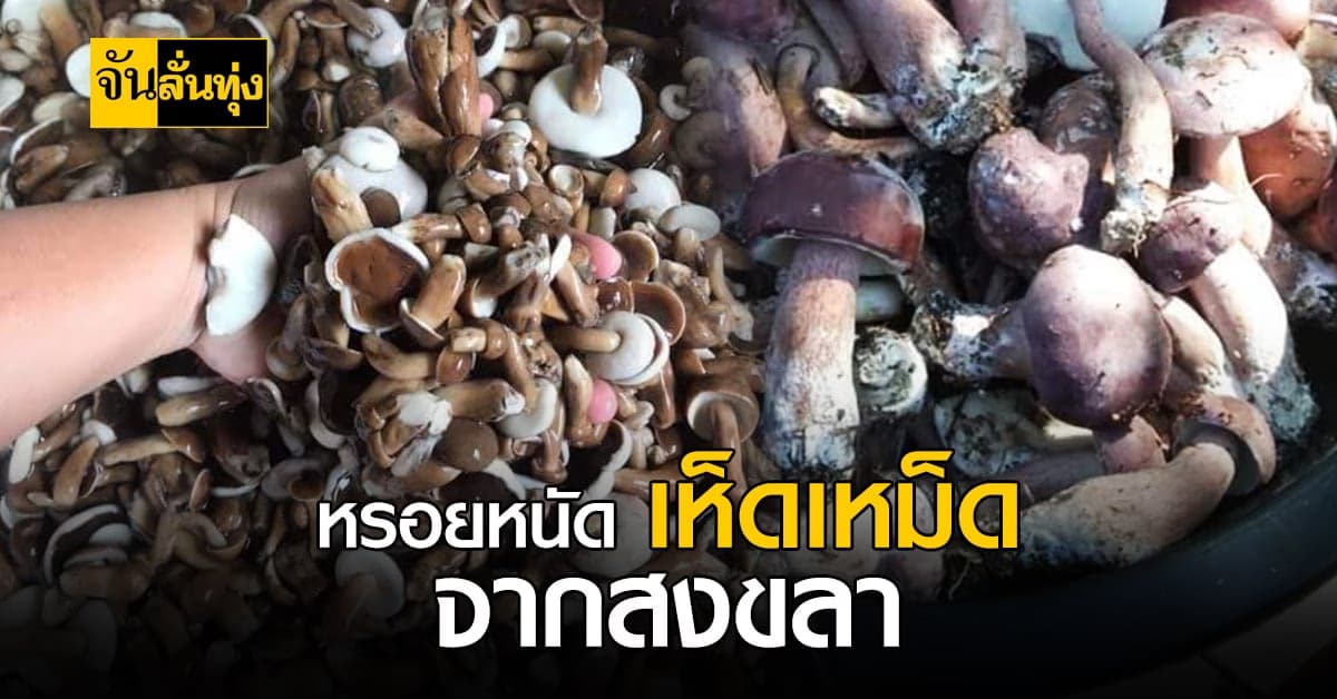 แดดออกแล้วฝนตก แน่นอนว่าสิ่งที่จะขึ้นคือเห็ด เห็ดเหม็ด ของดีสงขลา