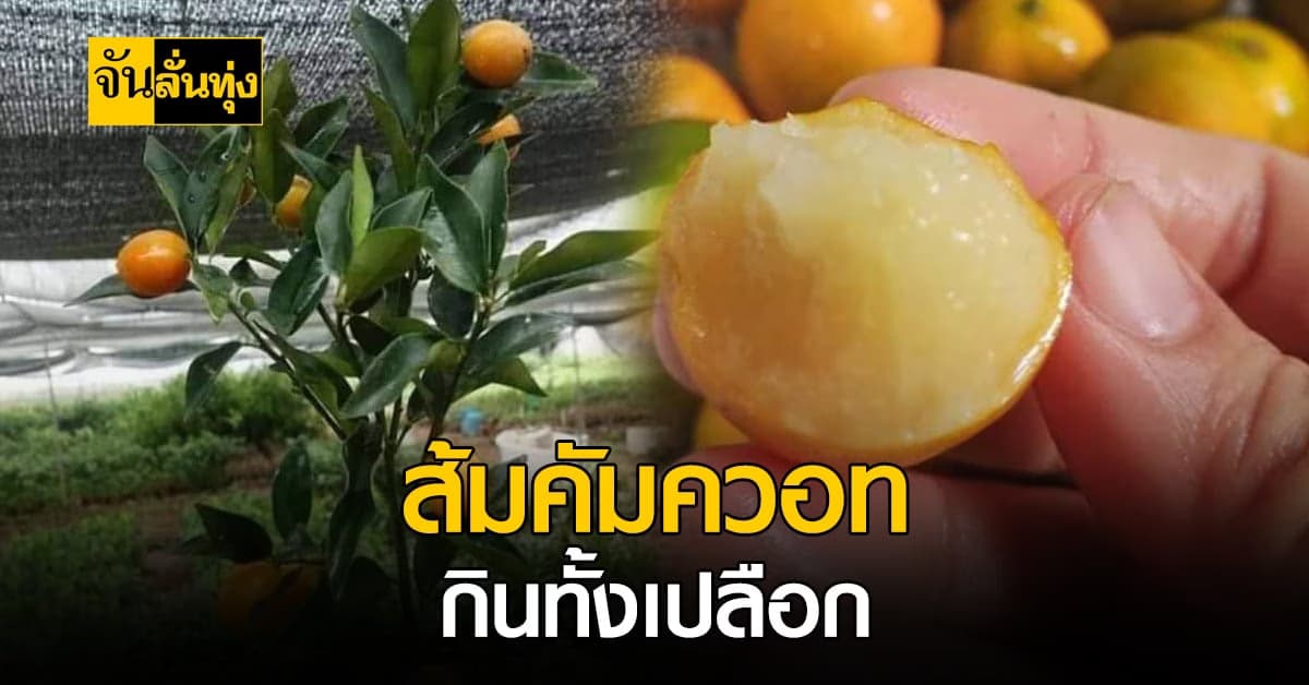 ส้มกินเปลือก ส้มคัมควอท  ปลูกง่าย แต่ต้องใส่ใจ