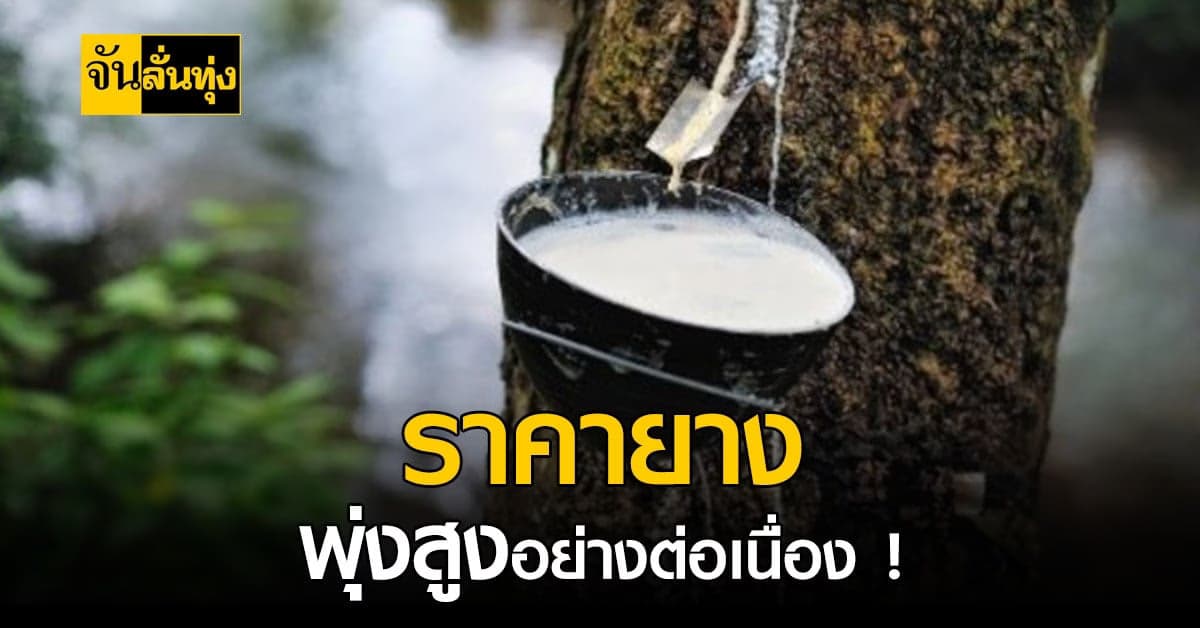 ราคายางพารา ยังสูงต่อเนื่อง คาด ลากยาวถึงสิ้นปี