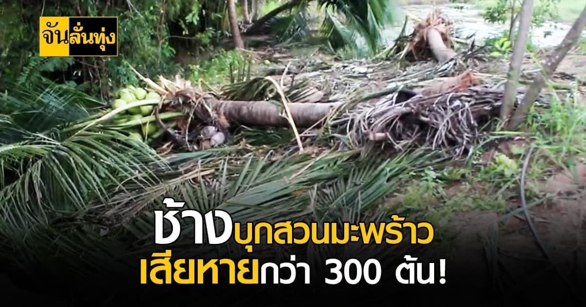 โขลงช้างป่า บุกโค่น สวนมะพร้าวน้ำหอม เสียหายกว่า 300 ต้น