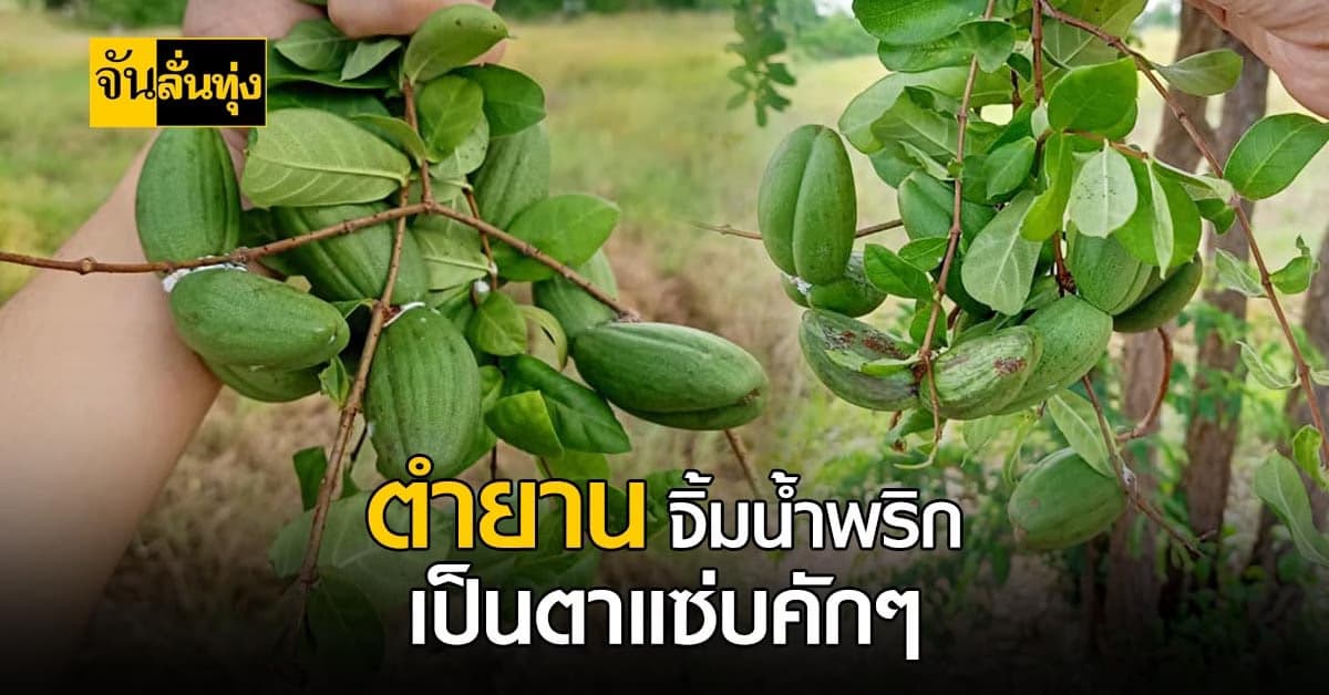 ตำยาน สมุนไพรจากชายป่า แต่สรรพคุณสุดเริ่ด